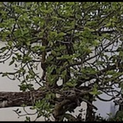 albero screen monteveccvhia